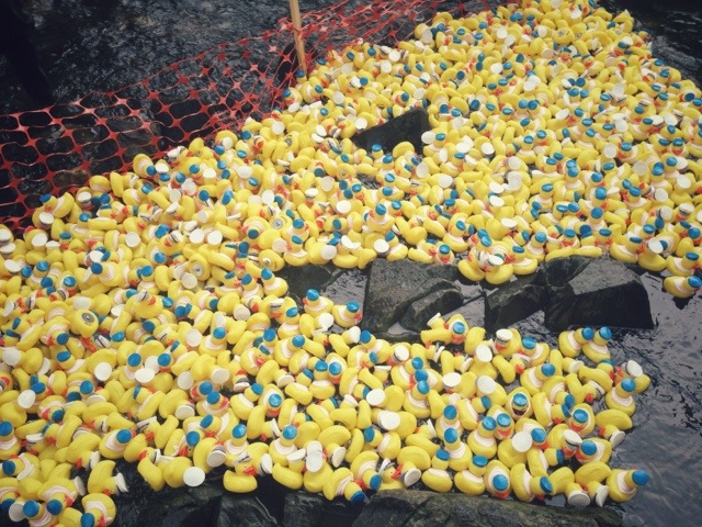 Catawba Riverkeeper Freedom Park Duckrace Frundraiser