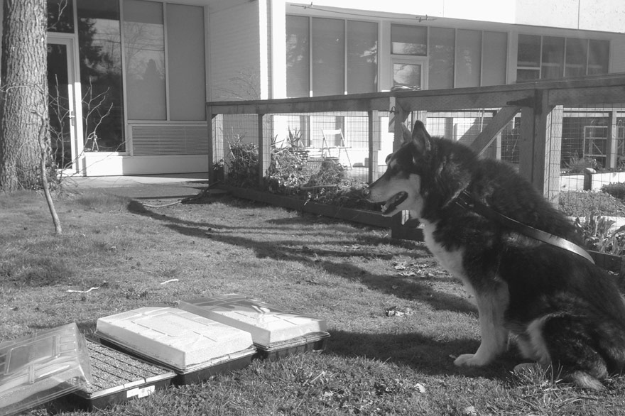 portland oregon urban gardening with dog